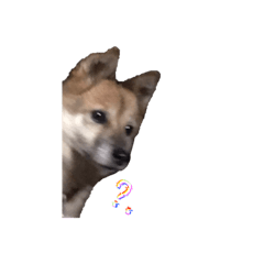 [LINEスタンプ] タヌキコグマ