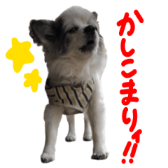 [LINEスタンプ] ちわわんこPちゃん