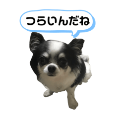 [LINEスタンプ] やさしいチャコちゃん