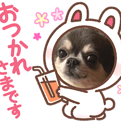 [LINEスタンプ] チワワのリンさん