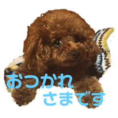 [LINEスタンプ] ふわふわ プードル だーい好き