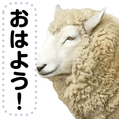[LINEスタンプ] ほほえみフレンズ！羊（ひつじ）の日常生活
