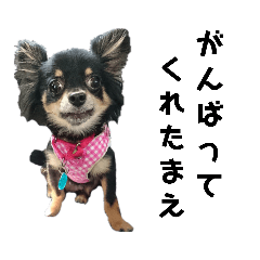 [LINEスタンプ] 可愛いチワワのぴーたん⑤