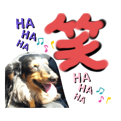 [LINEスタンプ] 愛犬3りくちゃん