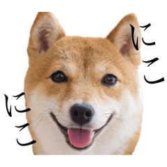 [LINEスタンプ] 豆柴 モコちゃんのスタンプ②