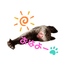 [LINEスタンプ] ねこりんスタンプ