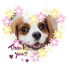 [LINEスタンプ] キャバリア♡オリバー  ②
