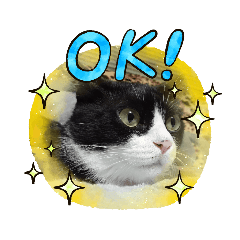 [LINEスタンプ] のんびりの猫