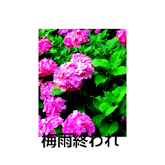 [LINEスタンプ] 紫陽花と他