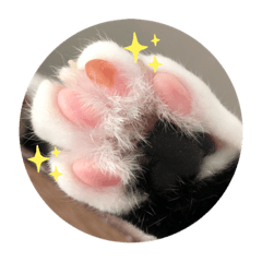 のら猫❤︎愛してる