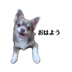 [LINEスタンプ] イザベラチワワのノエちゃん4