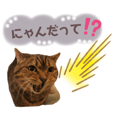 [LINEスタンプ] ねこカフェなるスタンプvol.1