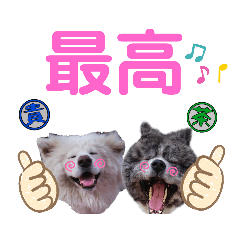 [LINEスタンプ] 秋田犬 貴龍.優月.楓七と銀