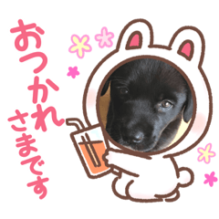 [LINEスタンプ] Coharu Stanp