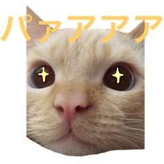 [LINEスタンプ] ねこのコロネさん お顔スタンプ