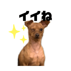 [LINEスタンプ] ゴトウ家の犬たちPart2