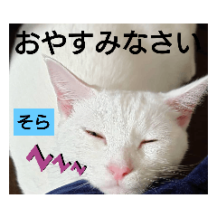 [LINEスタンプ] そらにゃんこ