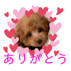 [LINEスタンプ] トイプードルのミロ