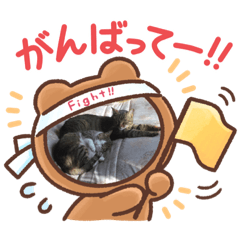 [LINEスタンプ] 猫のゆったりスタンプ