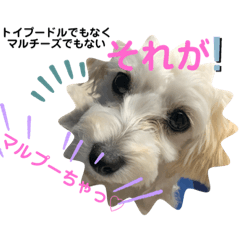 [LINEスタンプ] 北九州に住むマルプー達