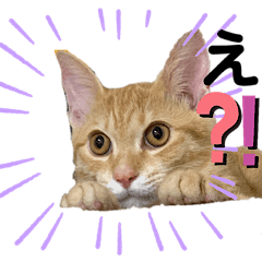 [LINEスタンプ] やんちゃ猫 茶々