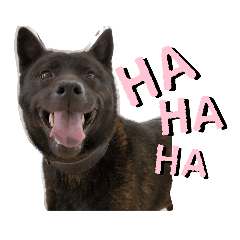 PETSペット