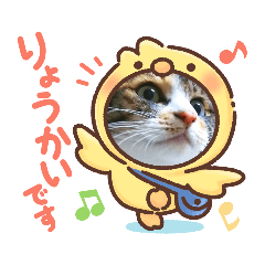 [LINEスタンプ] うちの⑤にゃんこ★ねことも