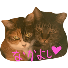 [LINEスタンプ] 猫スタンプ仲良し2匹