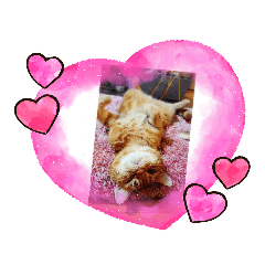 [LINEスタンプ] 猫のクーザ＆あーちゃん＆ルタ