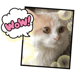 [LINEスタンプ] 猫 だーい好き 3