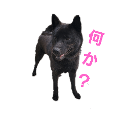 PETペット