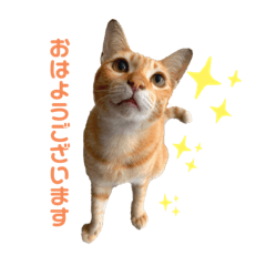 [LINEスタンプ] 茶トラネコとらたん実写スタンプ☆tora cat