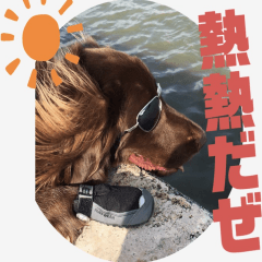 [LINEスタンプ] 犬（フラットコーテッドレトリーバー）文太