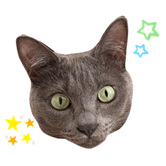 [LINEスタンプ] ねこねこスタンプ..