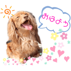 [LINEスタンプ] Yu-moinの愛犬スタンプの画像（メイン）