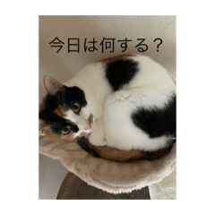 [LINEスタンプ] まるのスタンプ3