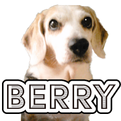 [LINEスタンプ] ビーグル犬ベリーの画像（メイン）