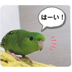 [LINEスタンプ] サザナミインコ、ヨモギのスタンプ