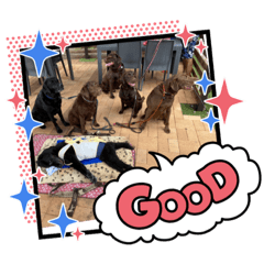 [LINEスタンプ] こたろう6（お友達）