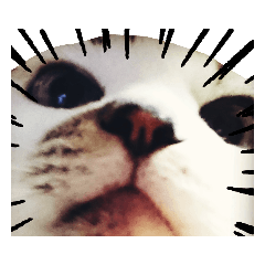 [LINEスタンプ] とある猫さんの日常スタンプの画像（メイン）