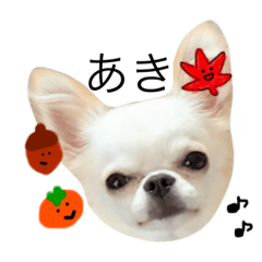 [LINEスタンプ] ぽこちゃんスタンプ！4