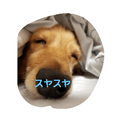 [LINEスタンプ] 可愛い癒しの犬