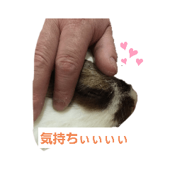[LINEスタンプ] いろんなくろちゃん