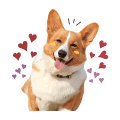 [LINEスタンプ] コーギーのかいくん
