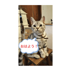 しじみ先輩のスタンプ