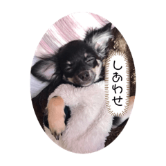 [LINEスタンプ] チワワのとろろところ様