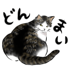 [LINEスタンプ] クールな猫のご挨拶の画像（メイン）