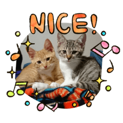 [LINEスタンプ] とら☆ひよvol.2