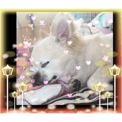 [LINEスタンプ] 我が家のキュートくん！12