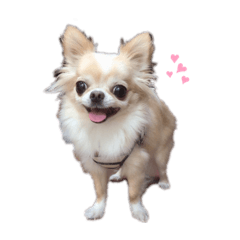 [LINEスタンプ] ぷたんの毎日